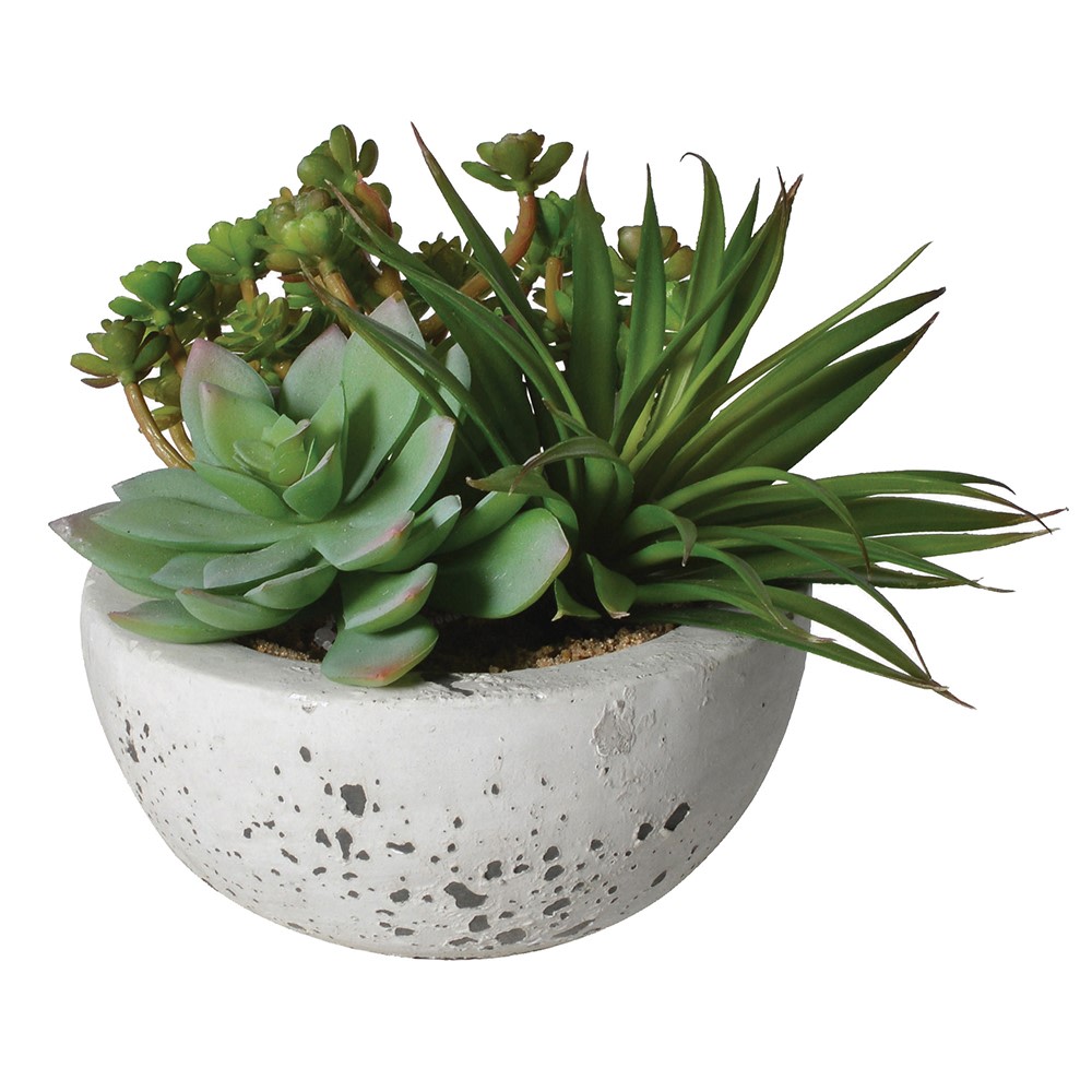 Assorted Green Succulents Arranged in Grey Cement Bowl